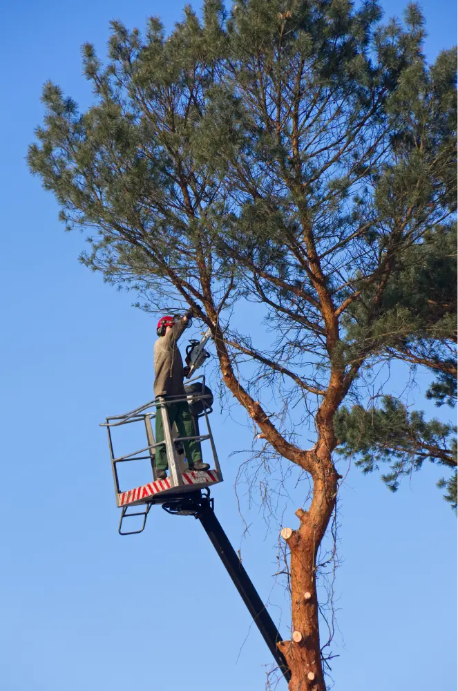 MHM Tree Services crew working on a residential property in Millersburg, MI