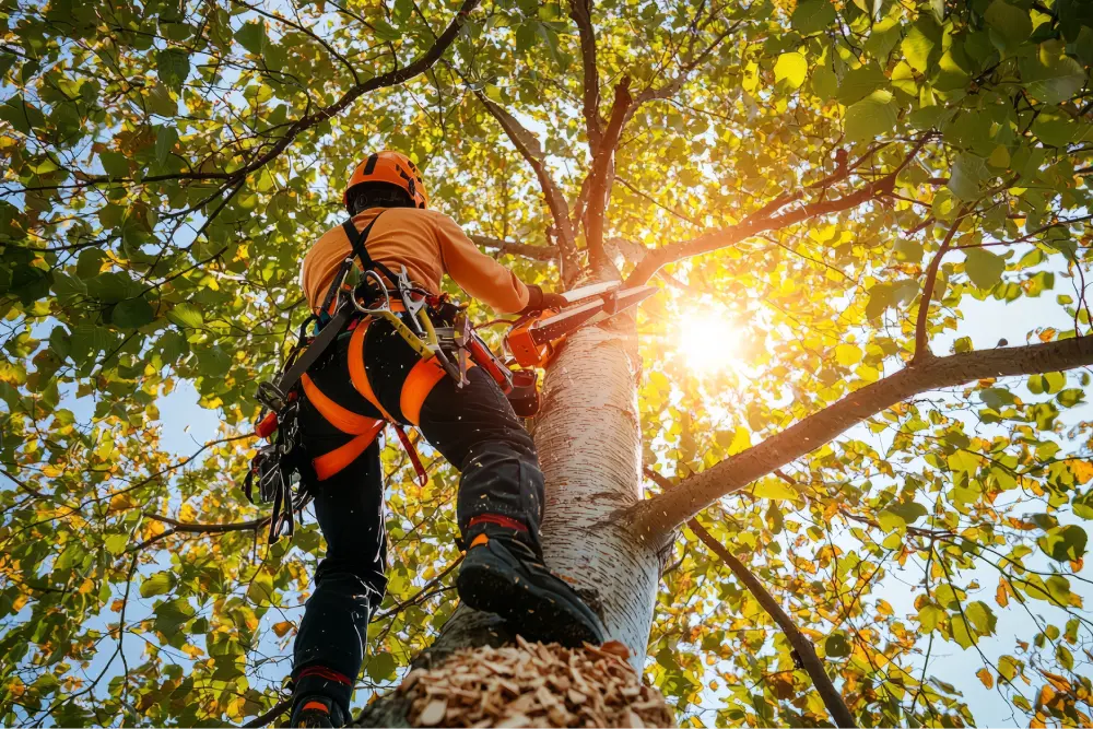 Tree trimming crew working on a residential property