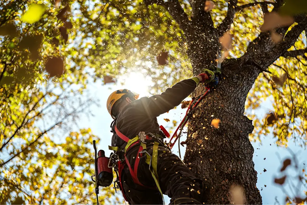 Tree trimming crew working on a residential property